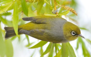 128e9-silvereye