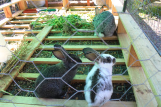 petit paradis rabbits