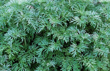 petitparadis artemisia