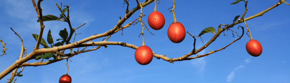 petit paradis tamarillo