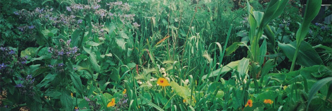 petty french coverage