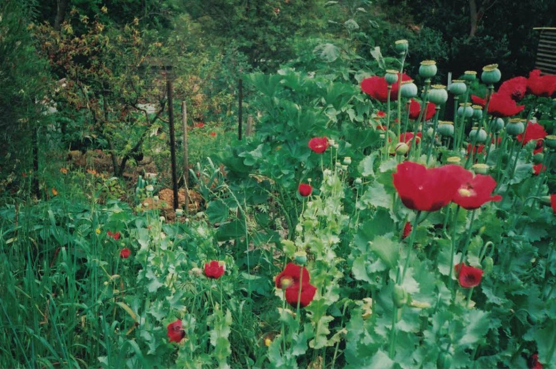 pettyfrench poppies