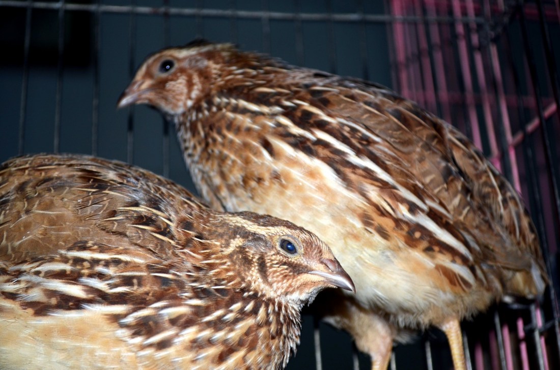 coturnix-quail