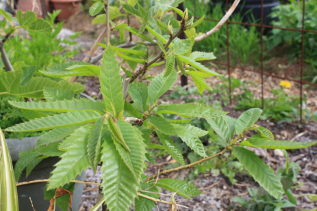 petitparadis chestnut