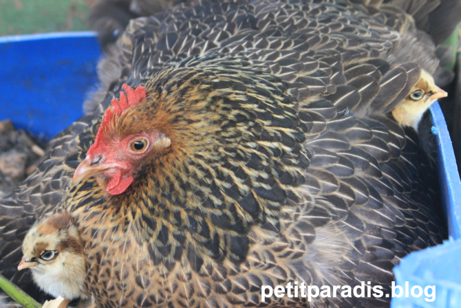petitparadis chicks