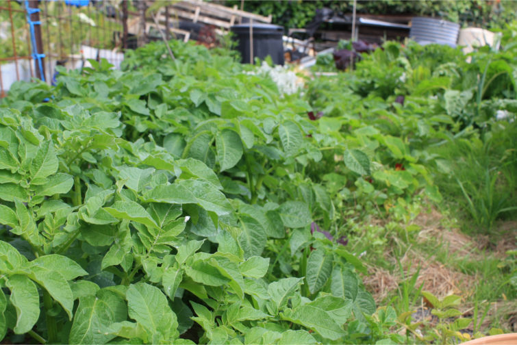 petitparadis potatoes