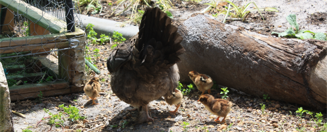 wanderingpetitparadis