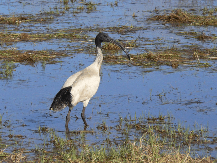 whiteibispetitparadis