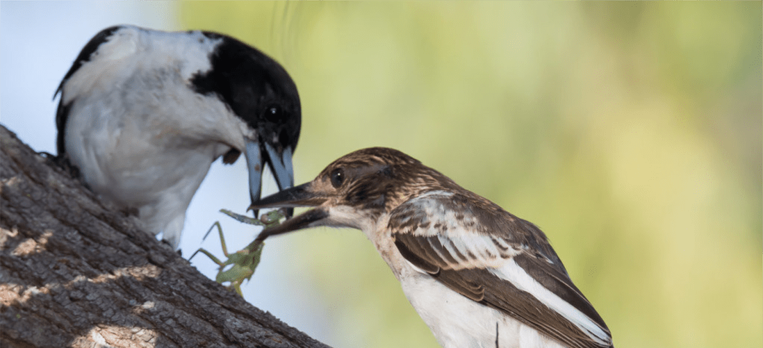 greybutcherbird petitparadis