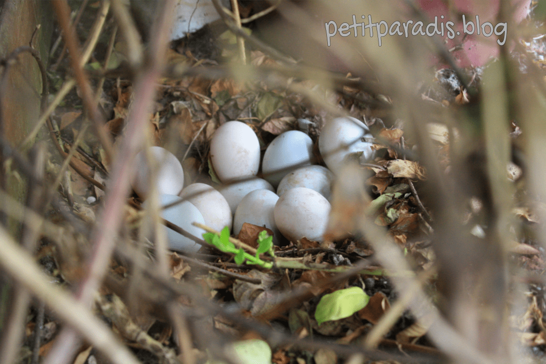 petitparadis eggs