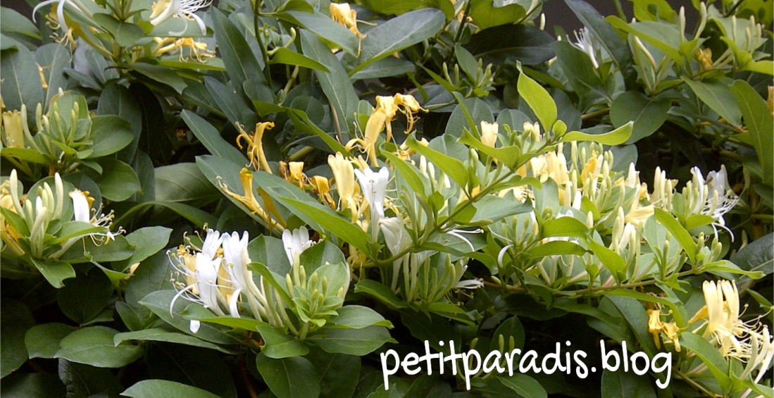 petitparadis honeysuckle