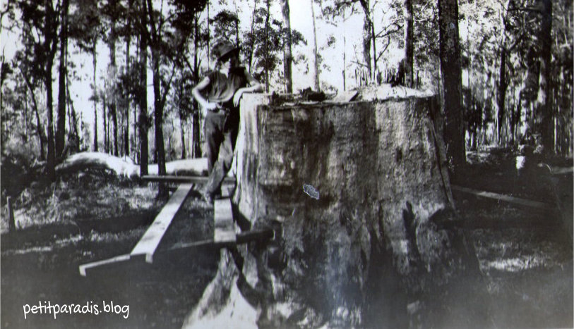 petitparadis j whyte jnr