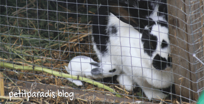 petitparadis kit outing