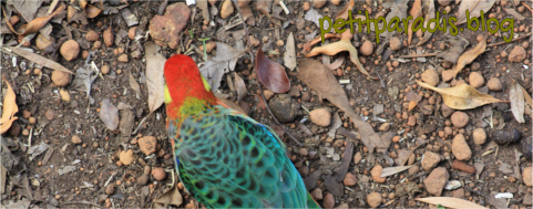petitparadis rosella