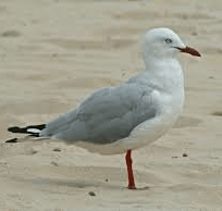 petitp silvergull
