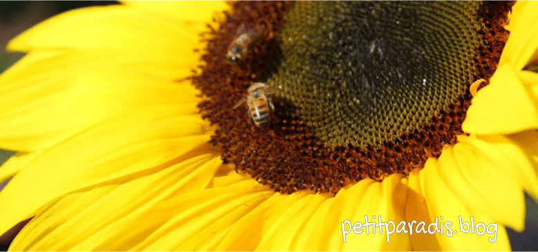 petitparadis sunflower