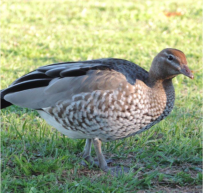 pp aust wood duck