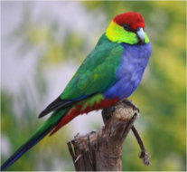 red capped parrot