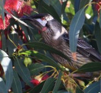 red wattlebird