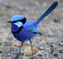splendid fairy wren