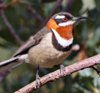 western spinebill