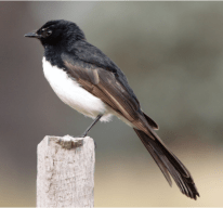 willy wagtail