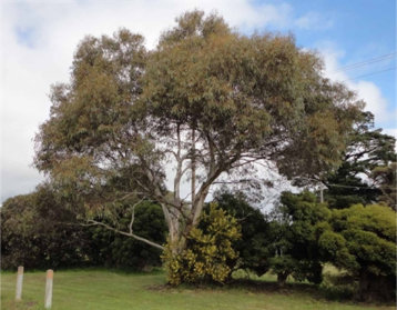 eucalyptus leucoxylon rosea