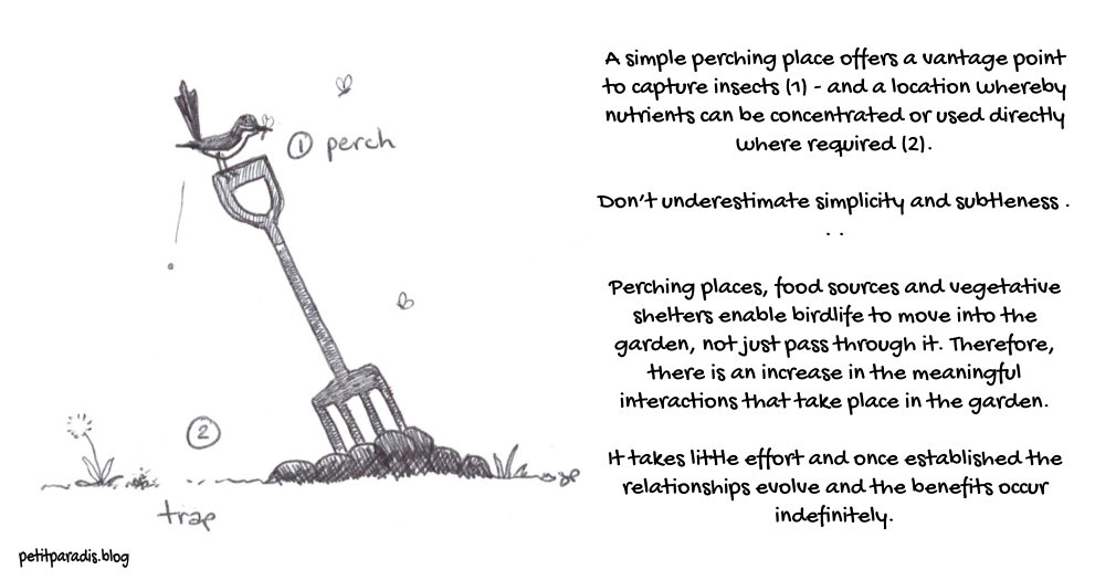 perch trap petit paradis