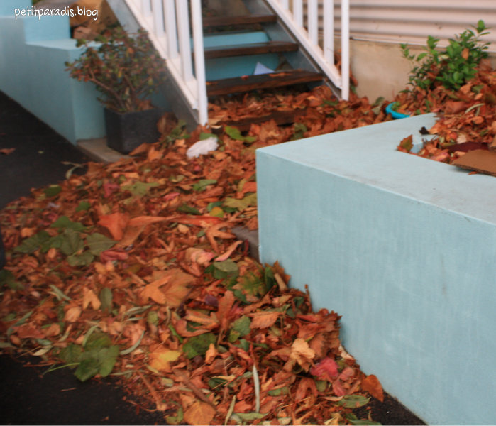 petit paradis leaf trap