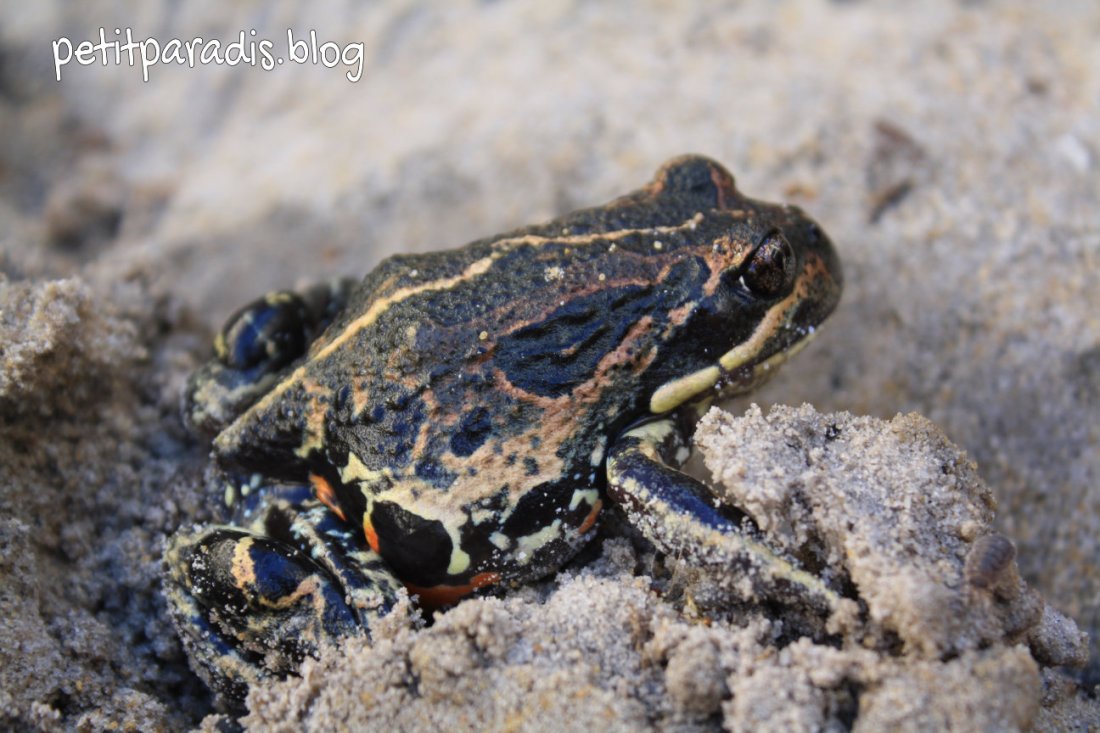 petit paradis moaning frog sp