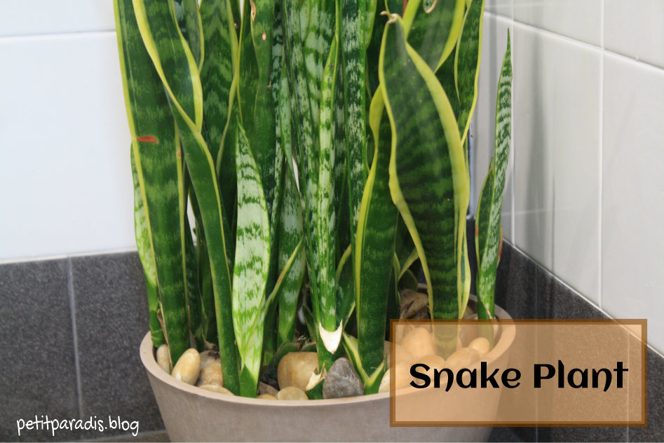 petit paradis snake plant
