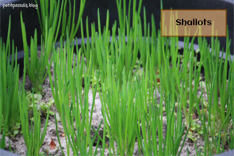 shallots petit paradis