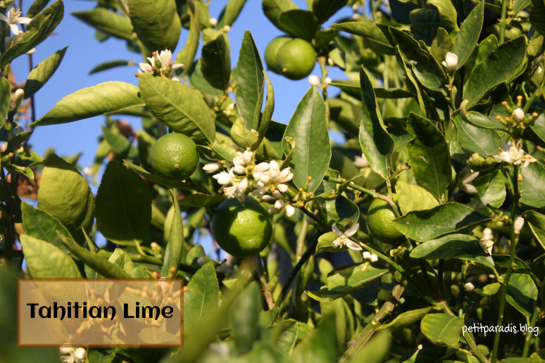 tahitian lime petit paradis