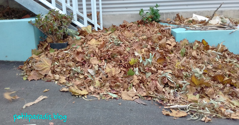leaf pile petit paradis
