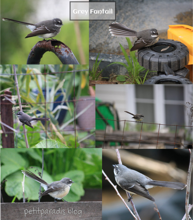 pp grey fantail antics