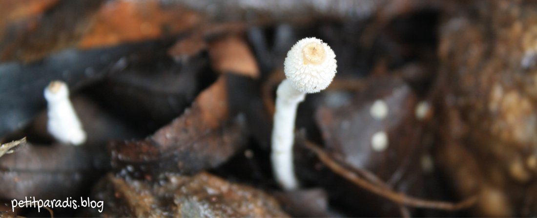 pp life in the compost bin