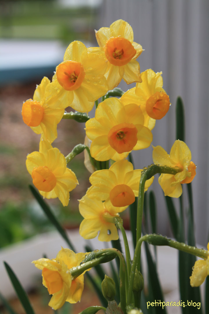 pp song of winter solstice