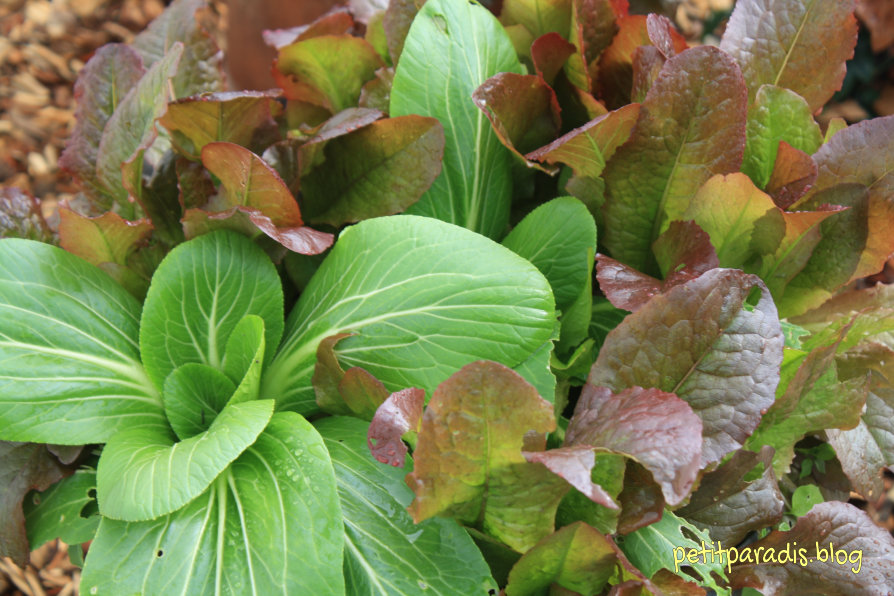 pp winter salad greens