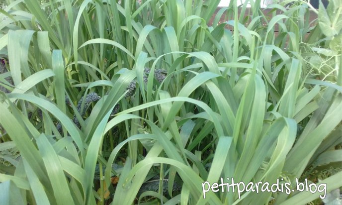 green manure crop pp