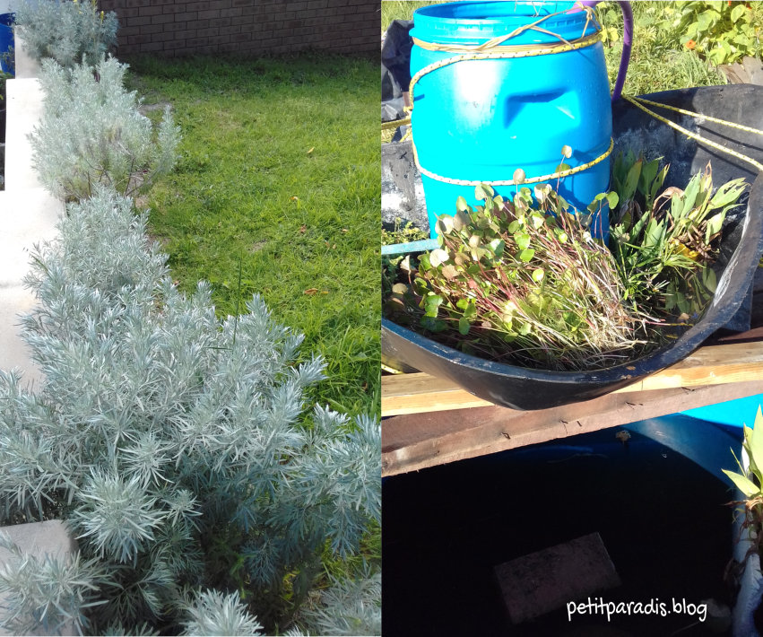 hedge and water filter pp