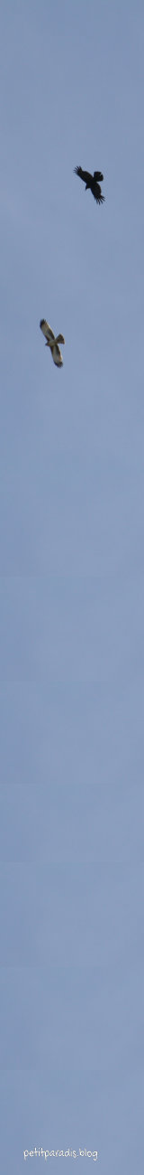 little eagle chase pp