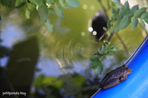 pond frog pp
