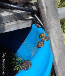 frogs sunning pp