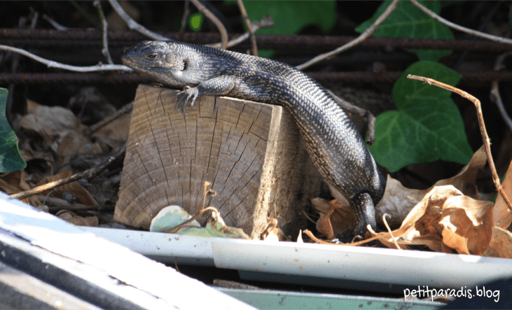 skink slinky pp