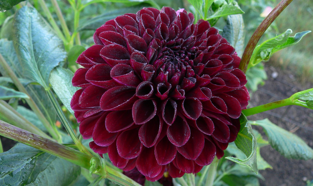 dahlia pp.png
