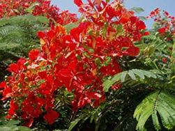 flame tree.jpg