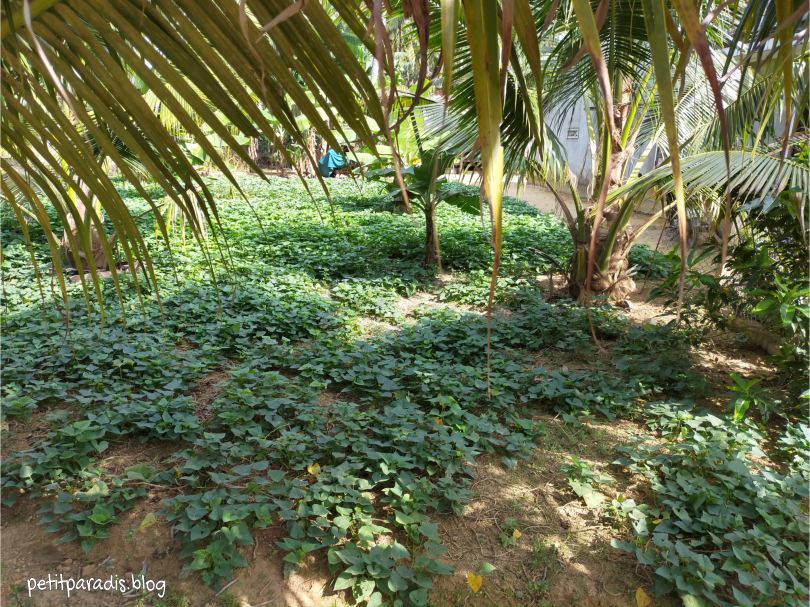 house garden vietnam pp
