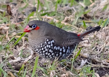 Red-eared_firetail