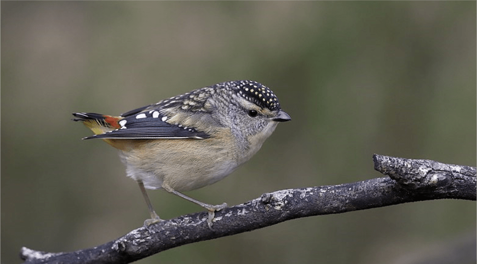 pardalote spotted pp